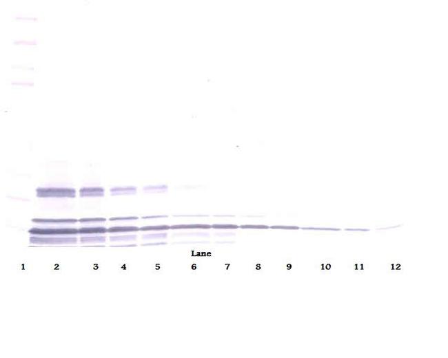 Lymphotactin Antibody in Western Blot (WB)