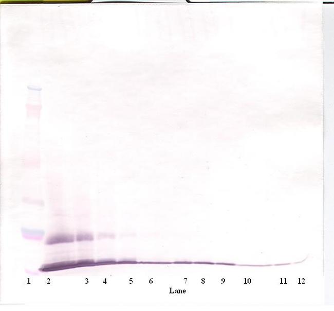 Eotaxin Antibody in Western Blot (WB)