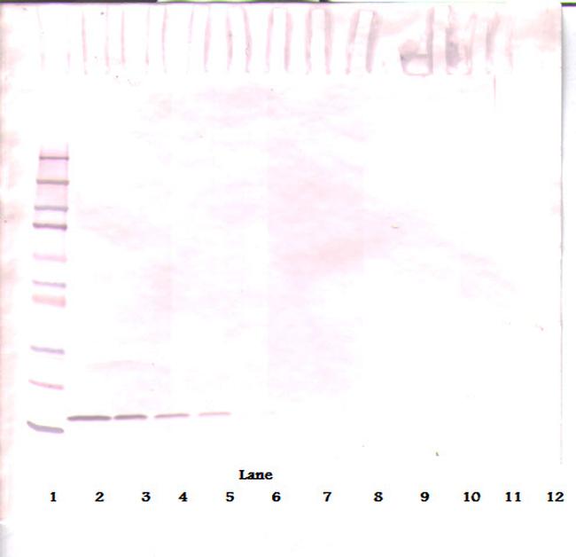 FLT3LG Antibody in Western Blot (WB)
