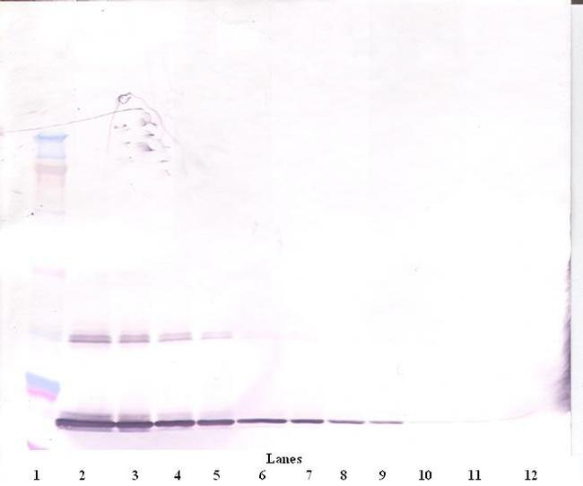 G-CSF Antibody in Western Blot (WB)