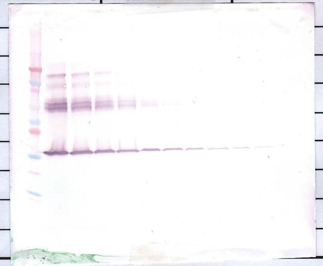 M-CSF Antibody in Western Blot (WB)