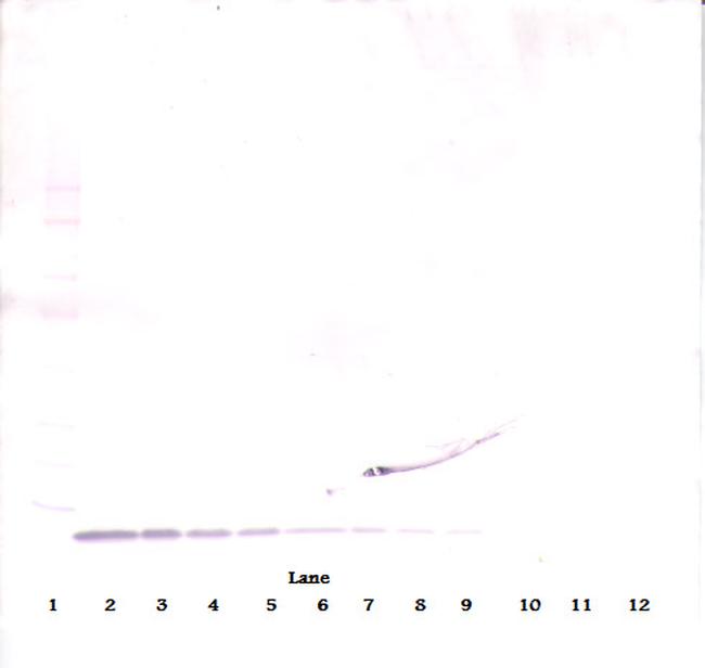 EGF Antibody in Western Blot (WB)