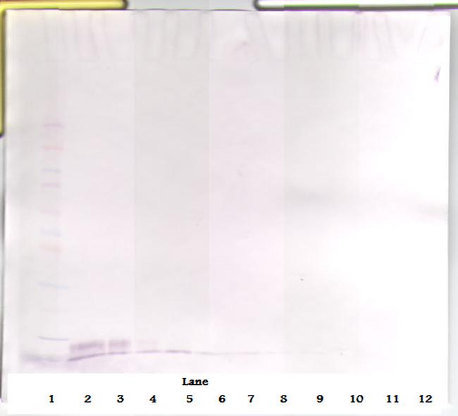 EGF Antibody in Western Blot (WB)