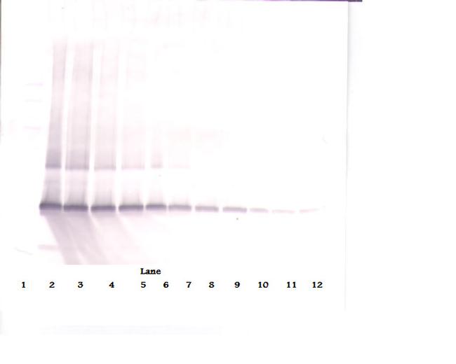 PDGF-AA Antibody in Western Blot (WB)