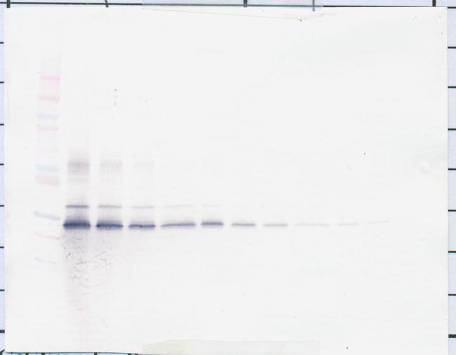 PDGF-BB Antibody in Western Blot (WB)