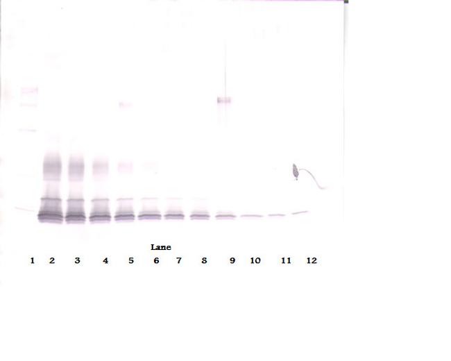 PDGF-BB Antibody in Western Blot (WB)