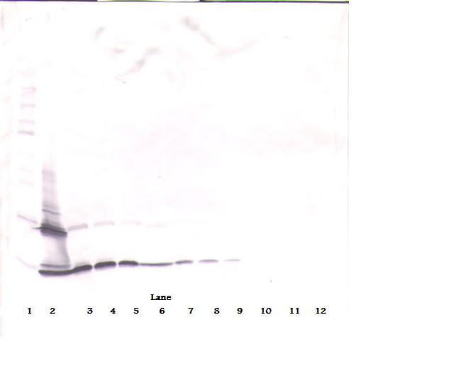 PDGF-BB Antibody in Western Blot (WB)