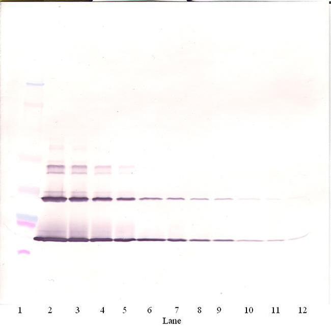 SCF Antibody in Western Blot (WB)