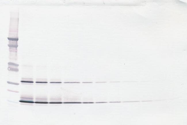 SCF Antibody in Western Blot (WB)