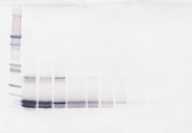 SCF Antibody in Western Blot (WB)