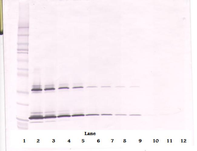 SCF Antibody in Western Blot (WB)