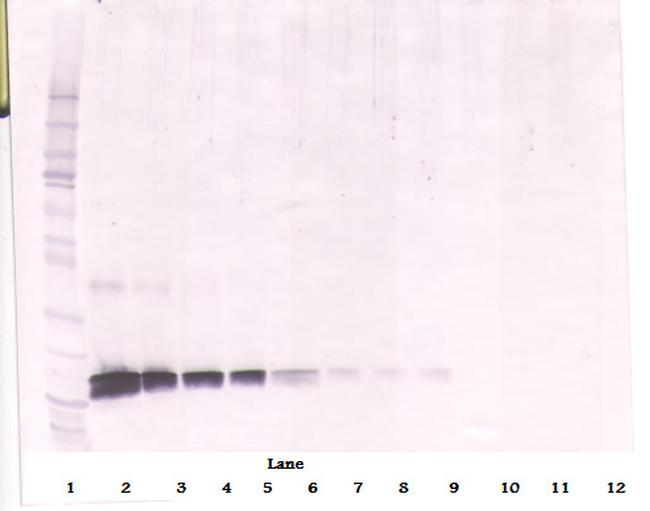 SCF Antibody in Western Blot (WB)