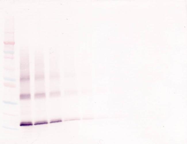 Thrombopoietin Antibody in Western Blot (WB)