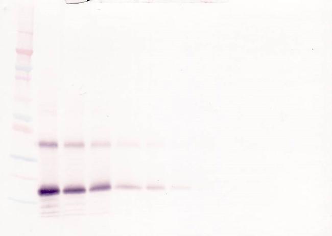 Thrombopoietin Antibody in Western Blot (WB)