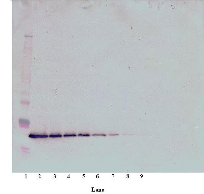 Thrombopoietin Antibody in Western Blot (WB)