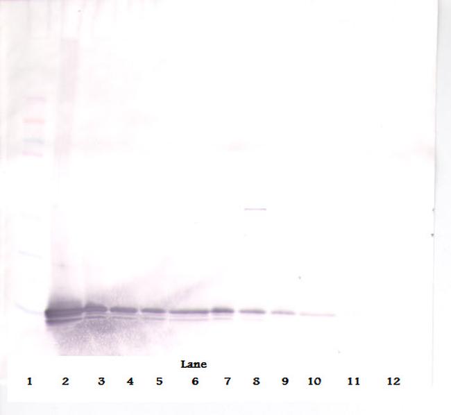 CXCL9 Antibody in Western Blot (WB)