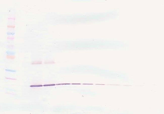 IL-1 beta Antibody in Western Blot (WB)