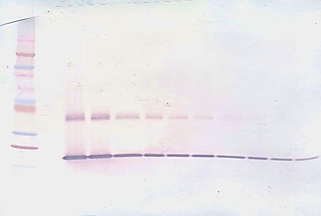 IL-1 beta Antibody in Western Blot (WB)