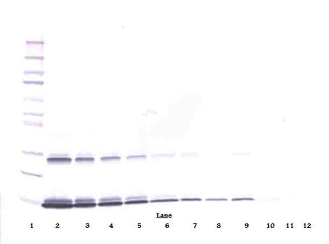 IL-3 Antibody in Western Blot (WB)