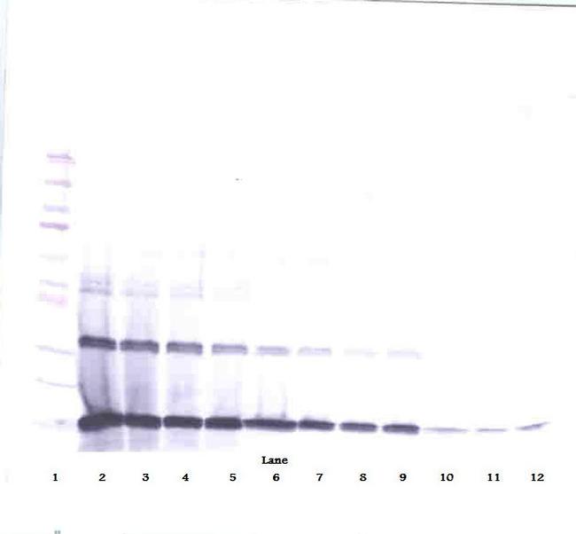 IL-3 Antibody in Western Blot (WB)