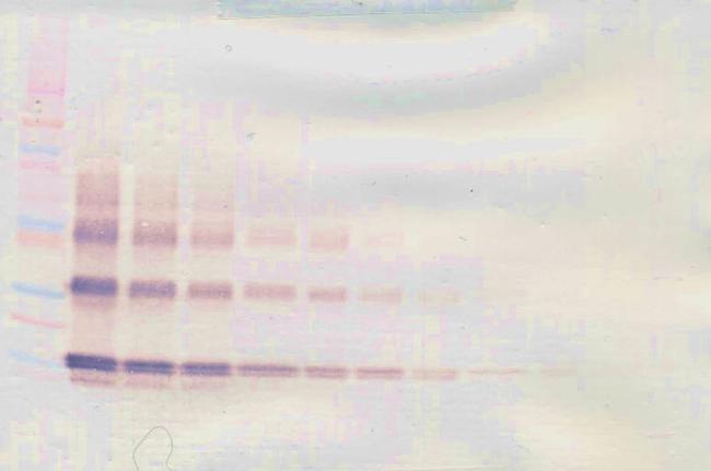 IL-3 Antibody in Western Blot (WB)