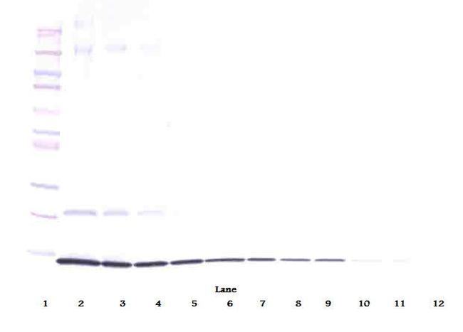 IL-4 Antibody in Western Blot (WB)