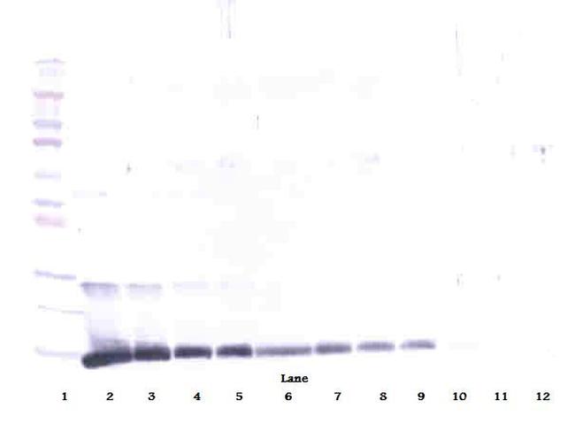 IL-4 Antibody in Western Blot (WB)