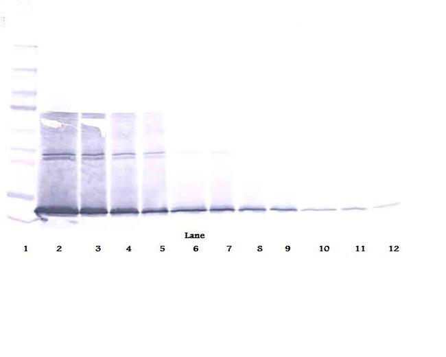 IL-5 Antibody in Western Blot (WB)