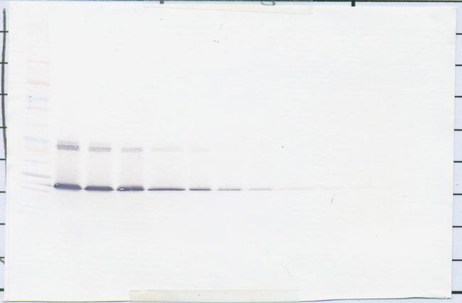 IL-5 Antibody in Western Blot (WB)