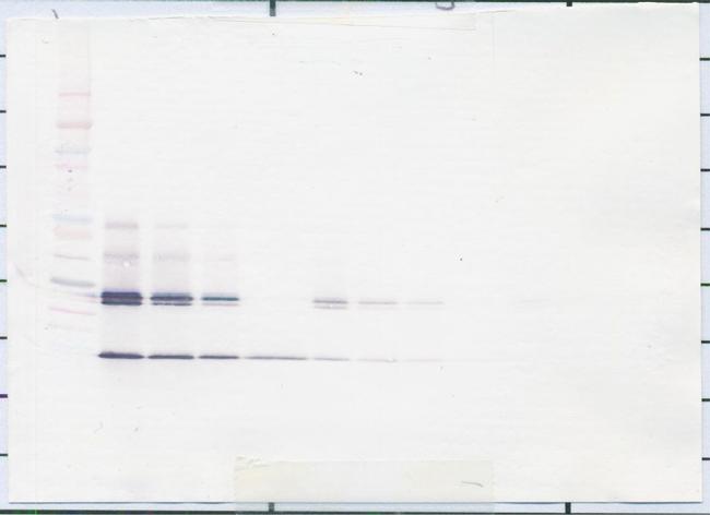 IL-5 Antibody in Western Blot (WB)