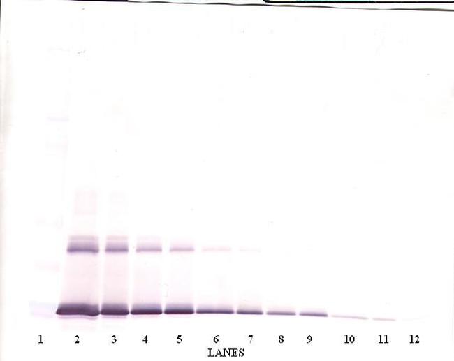 IL-6 Antibody in Western Blot (WB)