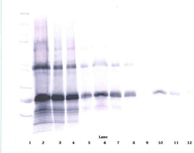 IL-6 Antibody in Western Blot (WB)