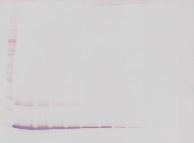 IL-7 Antibody in Western Blot (WB)