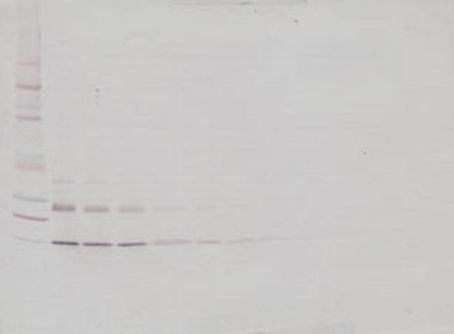 IL-9 Antibody in Western Blot (WB)