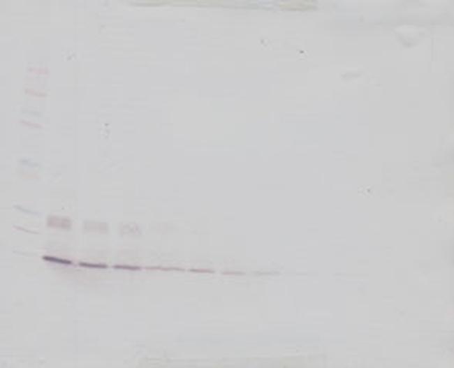 IL-9 Antibody in Western Blot (WB)