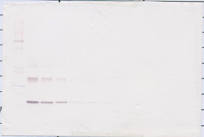 IL-10 Antibody in Western Blot (WB)