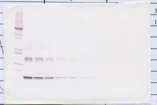 IL-10 Antibody in Western Blot (WB)