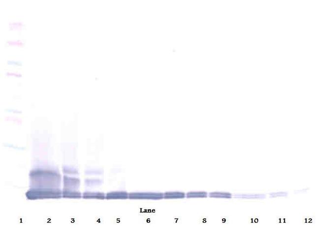 MCP-5 Antibody in Western Blot (WB)