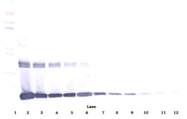 M-CSF Antibody in Western Blot (WB)