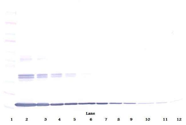 TNF alpha Antibody in Western Blot (WB)