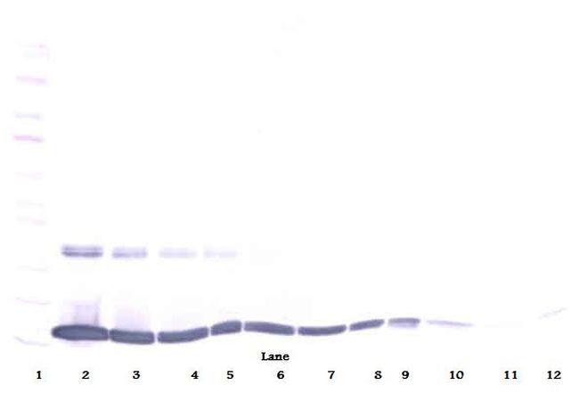 TNF alpha Antibody in Western Blot (WB)