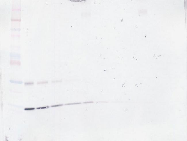 GM-CSF Antibody in Western Blot (WB)