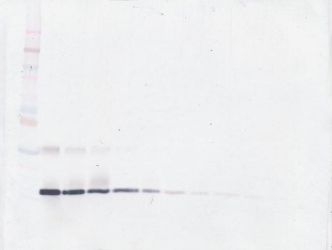 GM-CSF Antibody in Western Blot (WB)