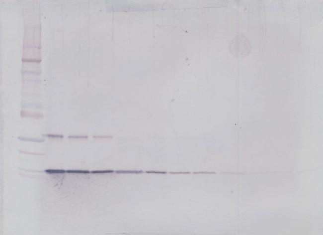 GM-CSF Antibody in Western Blot (WB)