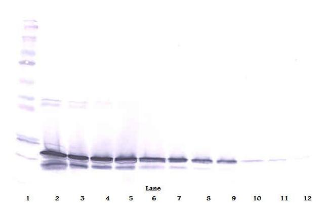 FGF9 Antibody in Western Blot (WB)