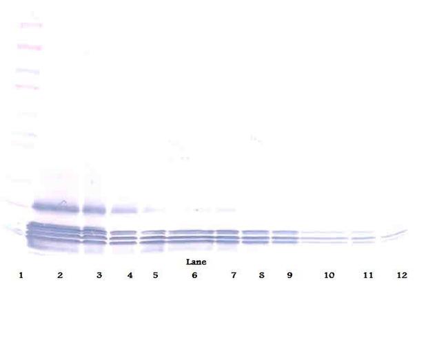 Eotaxin Antibody in Western Blot (WB)