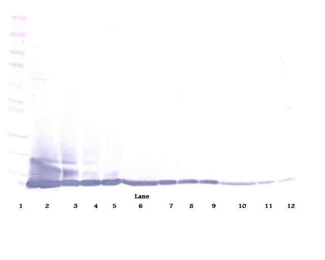 Eotaxin Antibody in Western Blot (WB)