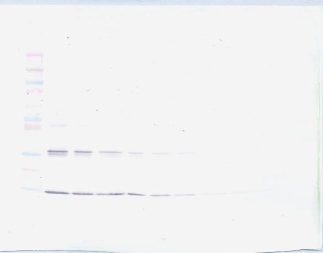 Leptin Antibody in Western Blot (WB)