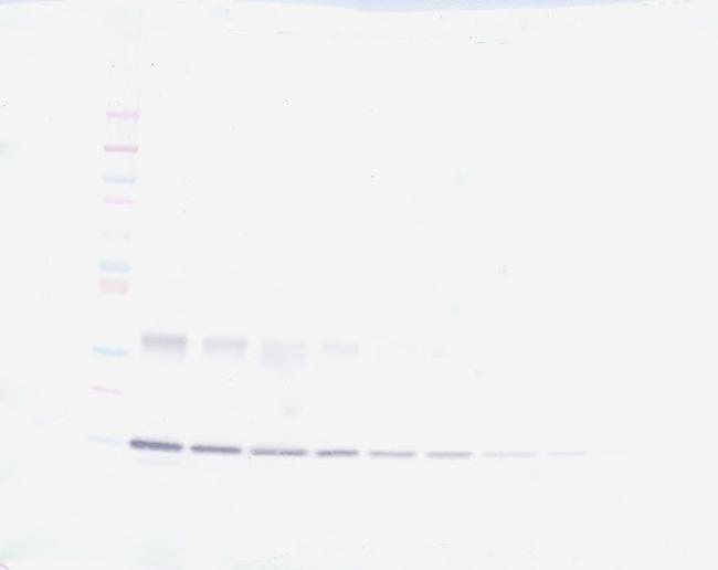 Leptin Antibody in Western Blot (WB)