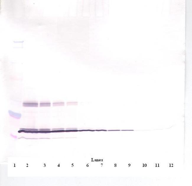 Leptin Antibody in Western Blot (WB)